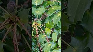 What Does Mahonia Look Like wildfood foraging [upl. by Burney879]