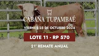 Lote 11 Toro astado PI RP 570 [upl. by Guthrie565]