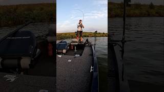 Livebiss zander catchandrelease angeln fishing boat walleye snoekbaars river boatfishing [upl. by Haney841]