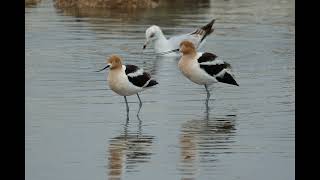 american avocets apr 28 2024 [upl. by Udelle449]