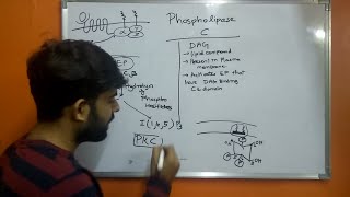 Phospholipase C  PLC beta  DiacylglycerolDAG  Inositol145triphosphate IP3 [upl. by Neerhtak]