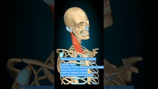 Sternocleidomastoid Muscle humananatomy anatomy skullanatomy humanbodysystem [upl. by Daisy]