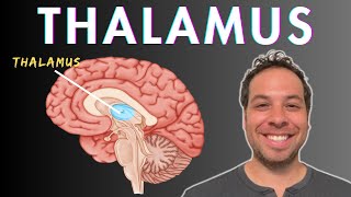 What is the Thalamus  Sensory Processing Consciousness Attention [upl. by Nnairam559]