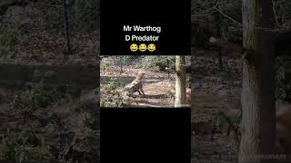 Mr Warthog Attack warthog kasongo [upl. by Mozza]