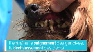 DETARTRAGE POUR LE CHIEN [upl. by Spaulding268]