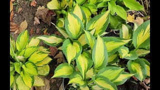 Aunt Susans Garden  Adding Budget Hostas to the Woodsedge Garden [upl. by Assilem809]