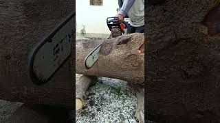 Stihl ms 462 cutting medium wood chainsaw [upl. by Biggs]