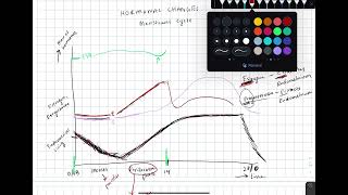 Hormones of the Menstrual Cycle BREAKDOWN [upl. by Pournaras750]