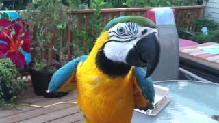 My blue amp gold Macaw [upl. by Sybley]