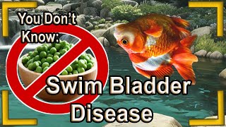 Most Goldfish keepers Dont know swim bladder disease [upl. by Floris]