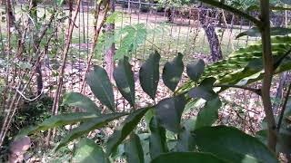 The ackee Tree Achee Plant ackee apple  ayee Blighia sapida [upl. by Favianus739]