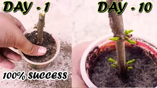 HOW TO GROW POMEGRANATE TREE FROM CUTTINGS  Sprouting Seeds [upl. by Adore664]