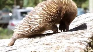 Freycinet Lodge  Accommodation in Freycinet National Park [upl. by Huberto]