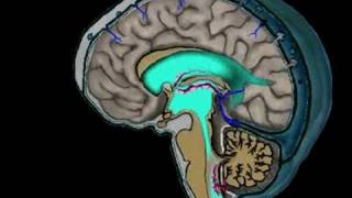 Animation of CSF Circulation [upl. by Nie]