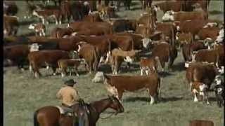 Douglas Lake Cattle Co 2004 Best Remuda Winner [upl. by Jain]