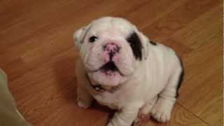 Bentley the Bulldog Puppy is fussy [upl. by Eilesor]