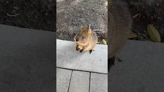 Rottnest Island day trip Spent time with quokkas travel [upl. by Thais]