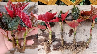 How to grow begonia  begonia gryphon propagation  begonia cuttings [upl. by Dorina]