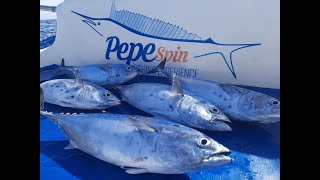 Tonnetti di settembre  Pesca a traina costiera con artificiali [upl. by Crissy]