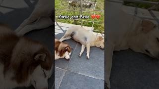 Stella and Bella❤️husky labrador doglover cutedog funnydogs doglife shortvideo viralshort [upl. by Meer]