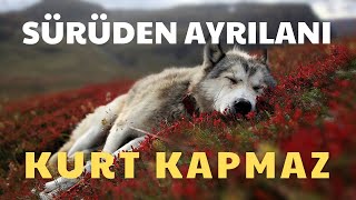 Sürüden Ayrılanı Kurt Kapmaz [upl. by Loftus]