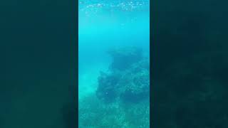 Scuba diving around stingray today scubadiving stingray spearfishing [upl. by Akerley]