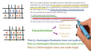 Ciencias 44 Saber 11 ICFES Genotipo Homocigoto Heterocigoto [upl. by Einreb]