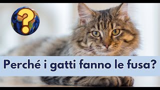 Come mai i gatti fanno le fusa [upl. by Shanks]