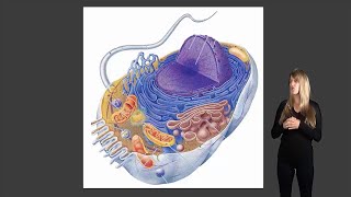 Cell organelles [upl. by Kalila511]