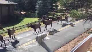 Elk Rut in Estes Park Colorado [upl. by Grous]