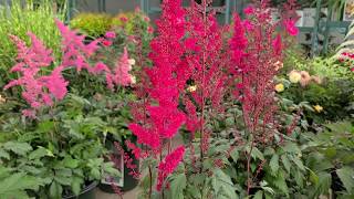 Astilbe Fanal False Spirea  Classic Hardy Easy to Grow Bright Red Flowering Perennial [upl. by Aarika]