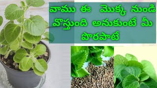 vamu plant  how to grow ajwain from seed  vamu benfits Manifoodchannel [upl. by Kaehpos]