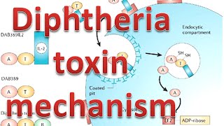 Diphtheria toxin mechanism [upl. by Marchal]