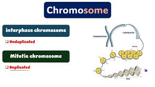 Cytogenetics revision part 1 دمحمود الحسيني [upl. by Aerdnaid]