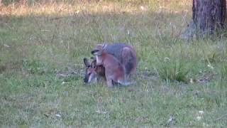 Redneck Wallaby amp joey Macropus rufogriseus [upl. by Ennasirk]