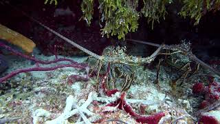 11 Lobsters Scorpion Fish Yucab Reef Cozumel [upl. by Nabetse391]