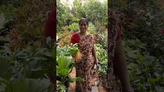 లక్కీ బ్యాంబు మొక్కలు garden gardenplants 2024 fruit తెలుగుతోట1 [upl. by Goldia]