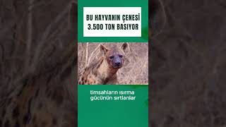 Bu Hayvanın Çenesi 3 Bin 500 Ton Basıyor [upl. by Rossy]