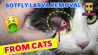 botflybotfly removal from animalsbotfly removal from kittenResue poor kittenbot flybotflies [upl. by Gael]