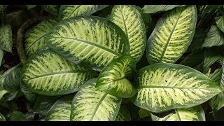 Dieffenbachia Complete Guide from Cutting Stem to Planting  Dumb Cane [upl. by Notsgnal]