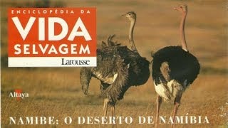 Vida Selvagem  Namibe O Deserto da Namíbia  Parte 1  5 [upl. by Enyawal]