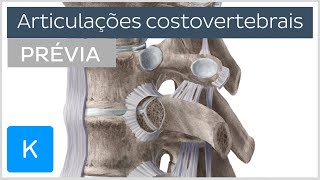 Articulações costovertebrais  Anatomia Humana  Kenhub [upl. by Naleag372]