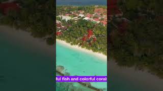 Stunning Maldives beach you must see maldives beachisland [upl. by Ymled]