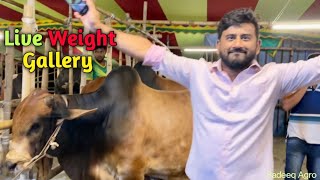 Sadeeq Agro Live Weight Gallery 2023  Deshal cow live sold Sadeeq Agro 2023  Big bull 2023 [upl. by Ahcsropal829]