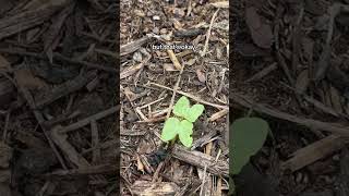 Learn how to grow Morning Glory from seed with Eden Brothers edenbrothers garden morningglory [upl. by Irok]