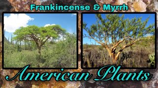 Origin and Spiritual Uses of Frankincense and Myrrh Kohanology Ch 3 Unit 4 [upl. by Tonjes]