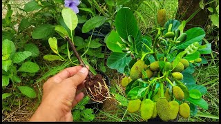 Its very soon that in such reproduction on the jackal  Growing Jackfruit from cuting [upl. by Ahsirhcal]