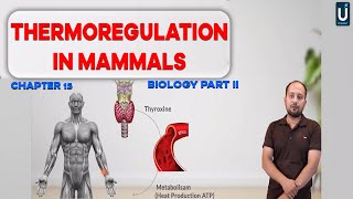 Thermoregulation in Mammals  Homeostasis  12th Biology  Chapter 15  Inter Part 2  Ucademy [upl. by Trixi22]