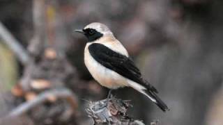 Olivier Messiaen  Catalogue doiseaux Le traquet stapazin Blackeared Wheatear [upl. by Zzahc83]