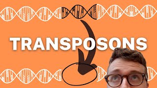 TRANSPOSONS EXPLAINED 1 Minute Explanation [upl. by Kaycee233]